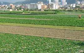 农业种植基地